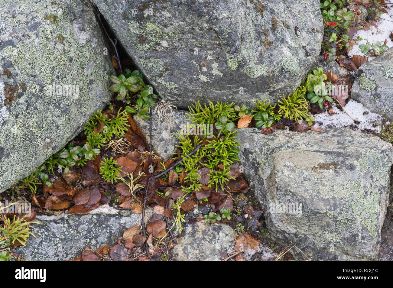 Ground cedars and Granite Rocks Stock Photo