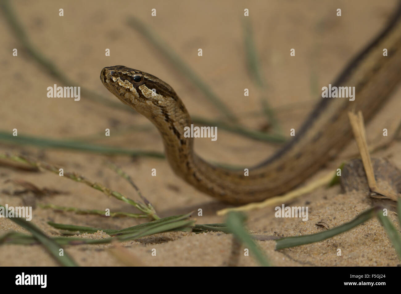 Common big-eyed snake (Mimophis mahfalensis), Isalo National Park, Madagascar Stock Photo