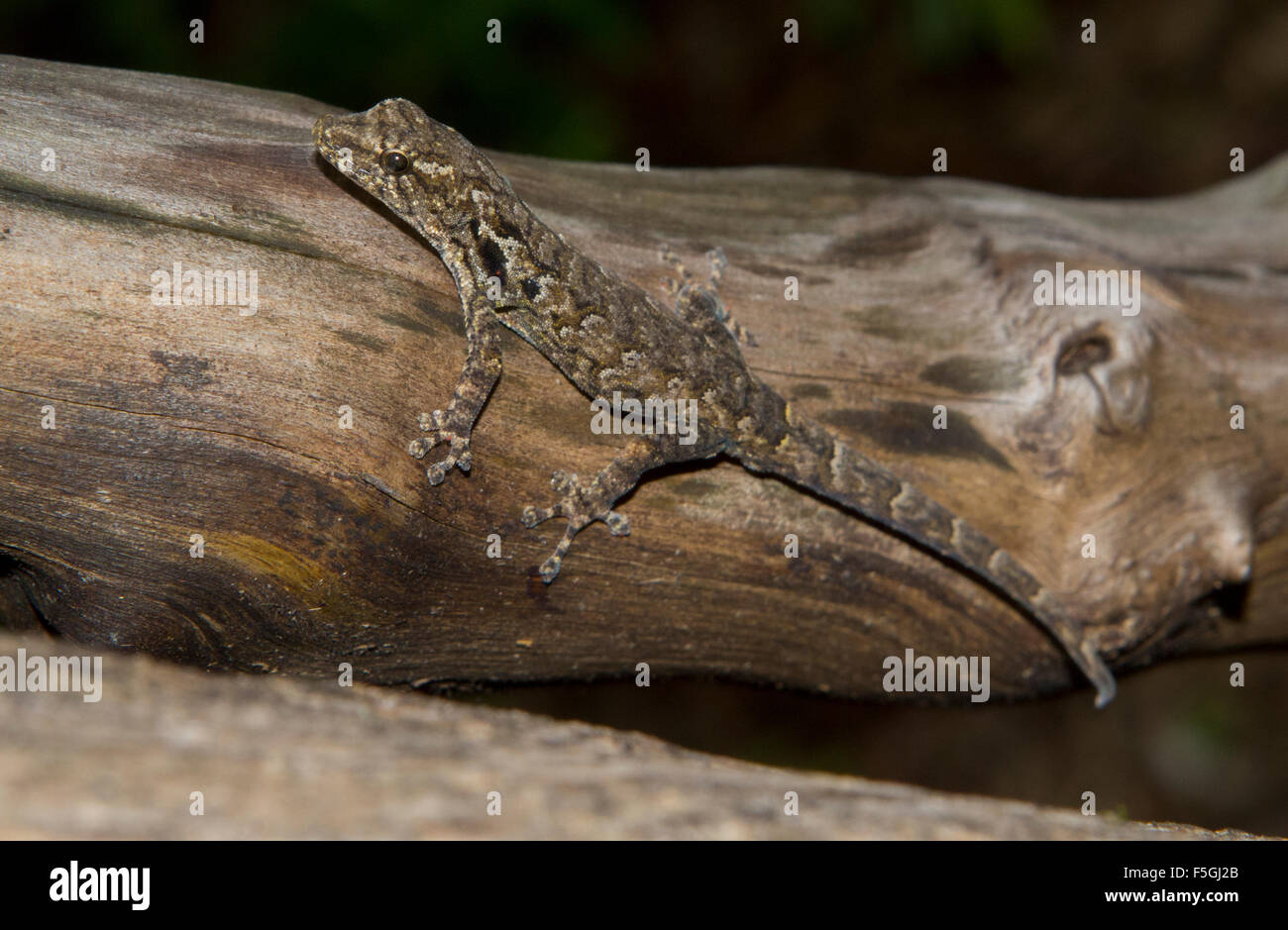 Madagascar Clawless Gecko (Lygodactylus verticillatus) on branch, dry forest, Zombitse-Vohibasia National Park Stock Photo