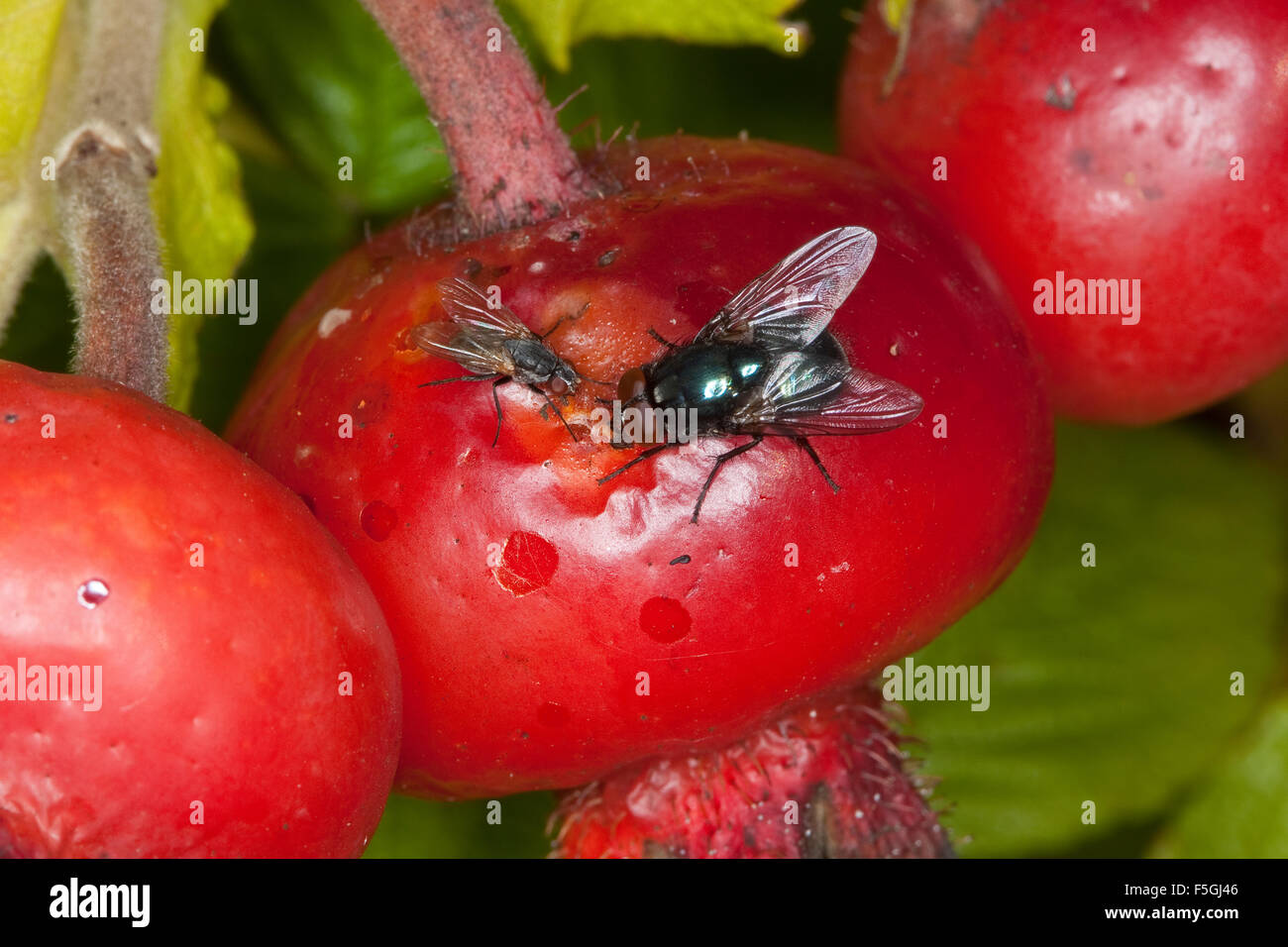 Flies, Fliegen, Hagebutte, Blumenfliege, Anthomyiidae, Root-Maggot Flies, Eudasyphora cyanicolor, Metallic Muscid Fly Stock Photo