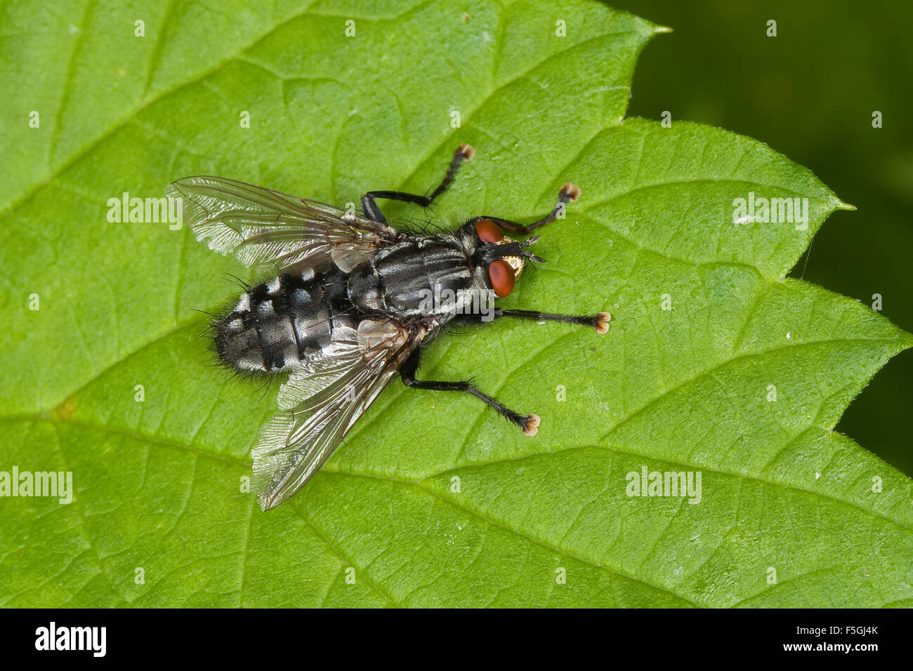 Fly, Fleshfly, flesh-fly, Fleischfliege, Fleisch-Fliege, Sarcophaga cf. carnaria, Sarcophagidae, Fleischfliegen, fleshflies Stock Photo