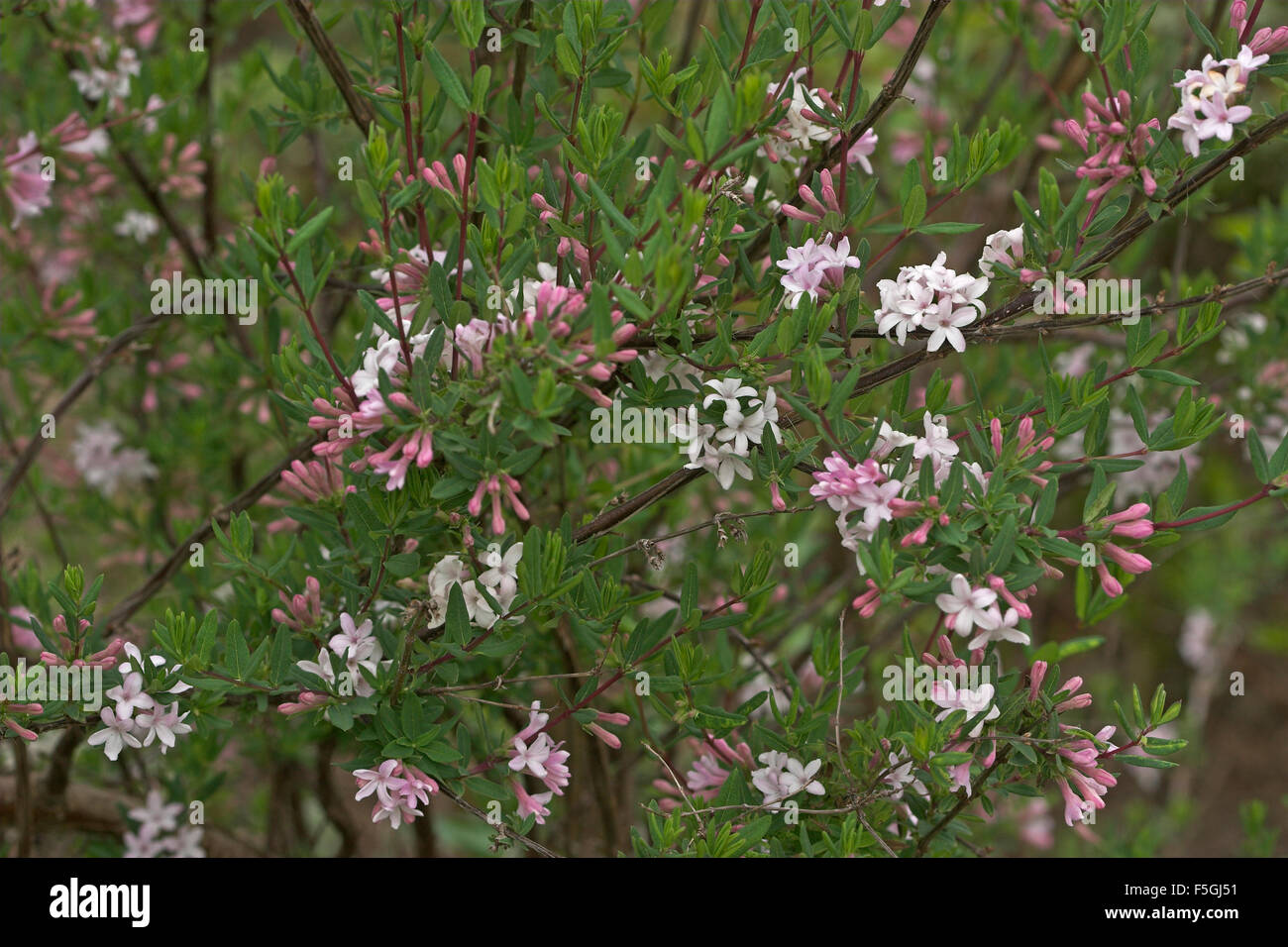 Shrubby Honeysuckle, Honeysuckle, Lilac-flowering Honey, Fliederblütige Heckenkirsche, Lonicera syringantha Stock Photo