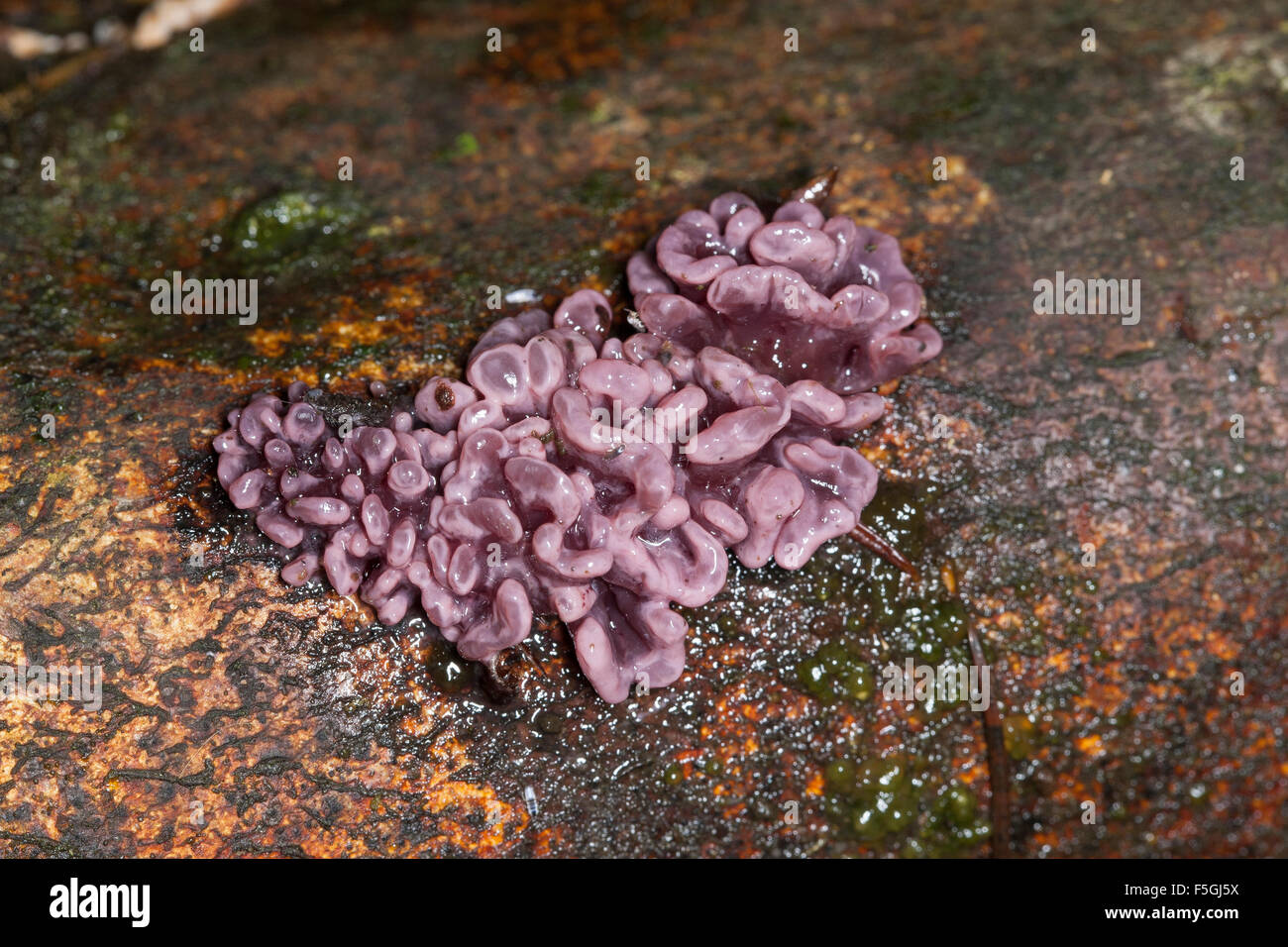 Jelly drops, purple jellydisc, Fleischroter Gallertbecher, Ascocoryne sarcoides, Ombrophila sarcoides, Coryne sarcoides Stock Photo