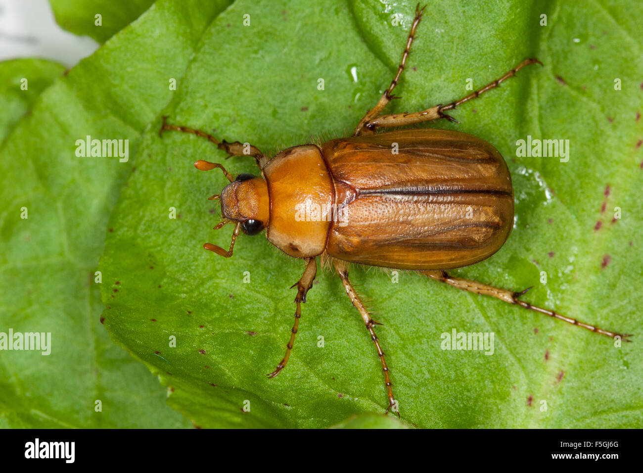 Aestivus hi-res stock photography and images - Alamy