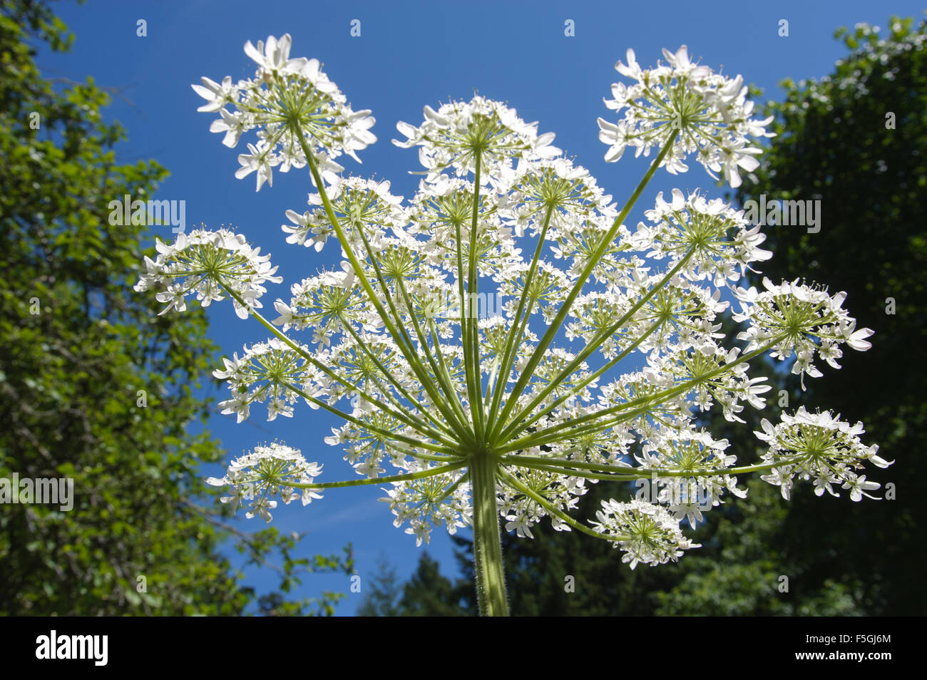 Giant Hogweed (Heracleum mantegazzianum), Gabriola, British Columbia, Canada. Hogweed is a poisonous plant Stock Photo