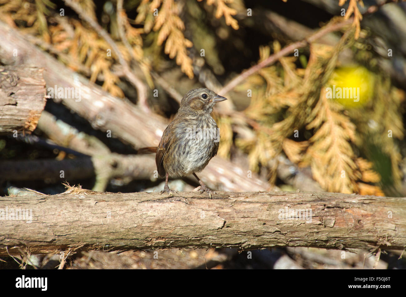 Fox Sparrow (Passerella iliaca), Gabriola Island, British Columbia, Canada Stock Photo