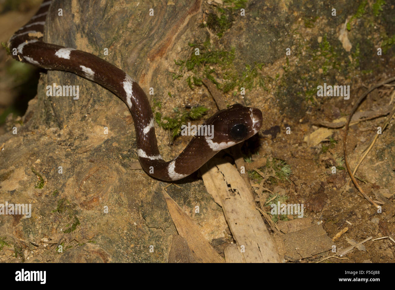 Malagasy tree snake (Parastenophis betsileanus) in the rainforest of Marojejy National Park, northeast Madagascar, Madagascar Stock Photo