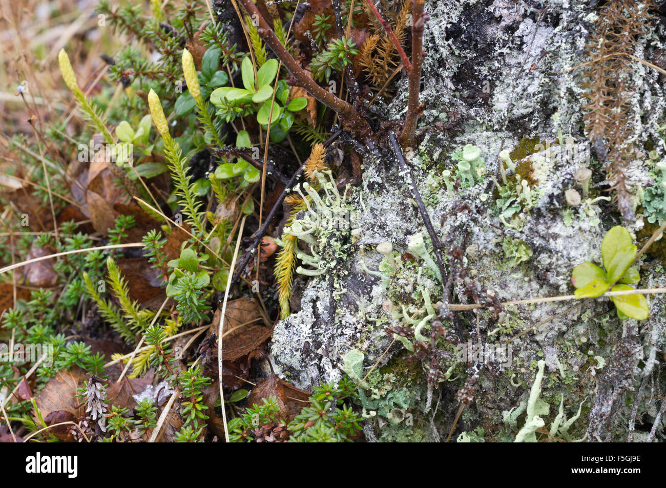 Variety of plants and mosses in Kilpisjärvi Stock Photo