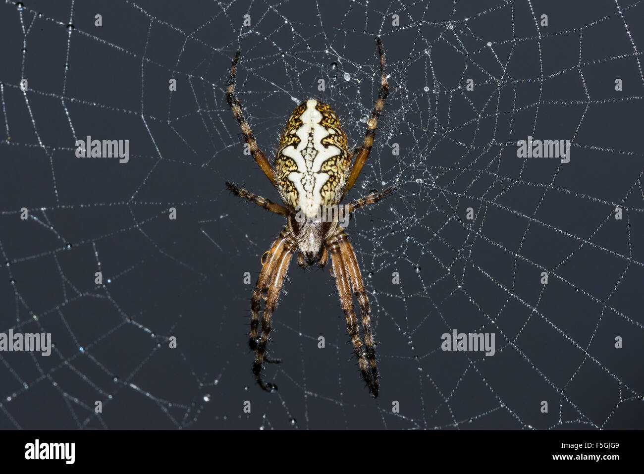 Oak spider (Aculepeira ceropegia), Province of South Tyrol, Trentino-Alto Adige, Italy Stock Photo