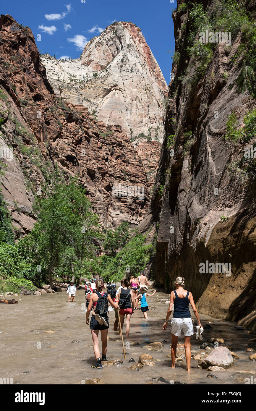 North Fork Virgin River, hikers in river, The Narrows, vertical cliff faces of Zion Canyon left and right, Zion National Park Stock Photo