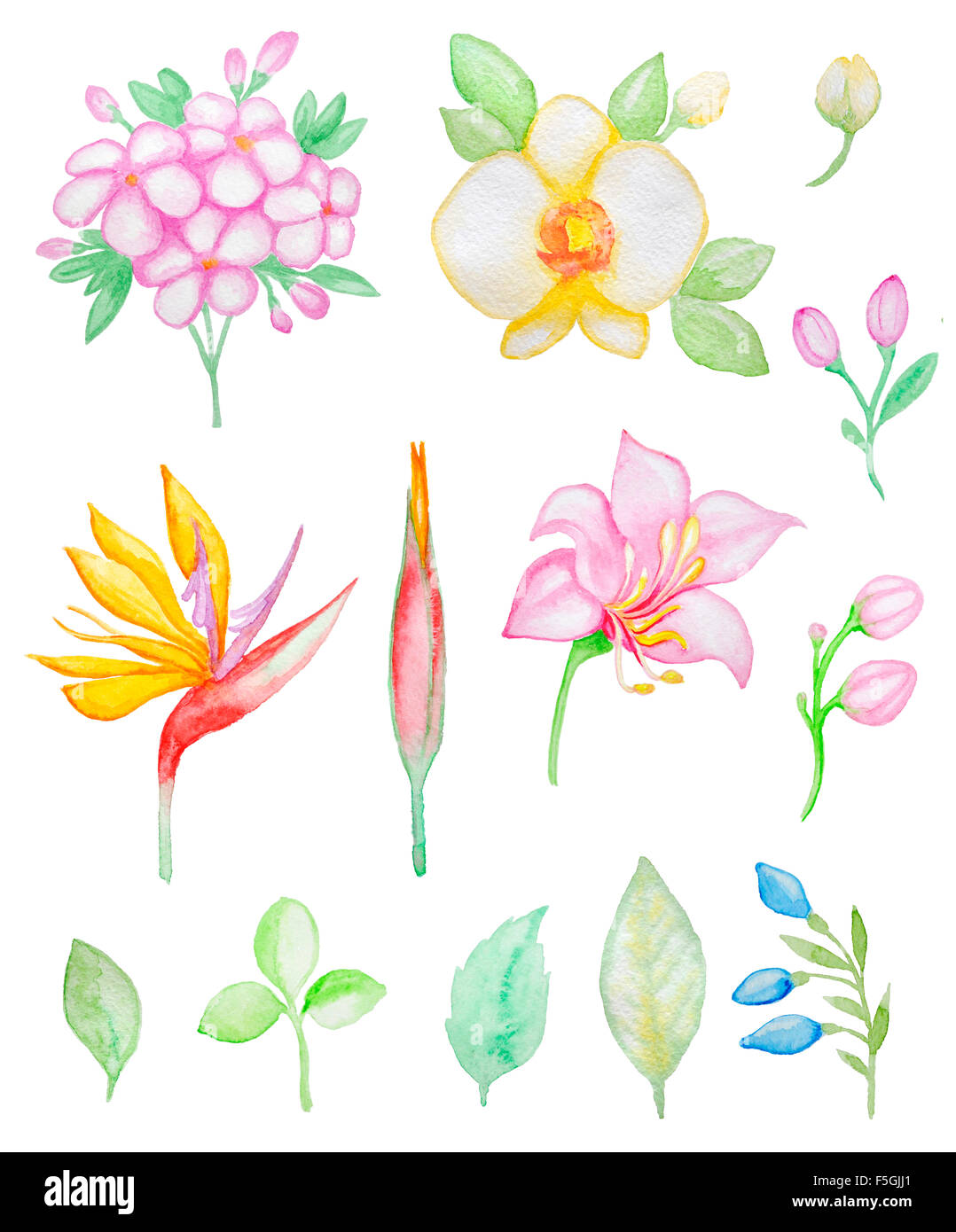 Set of watercolor tropical flowers and leaves for design Stock Photo ...