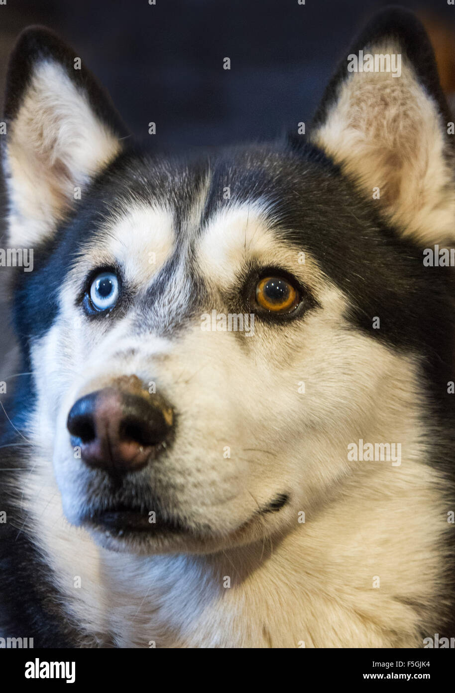 Odd Eyed Husky Hi Res Stock Photography And Images Alamy