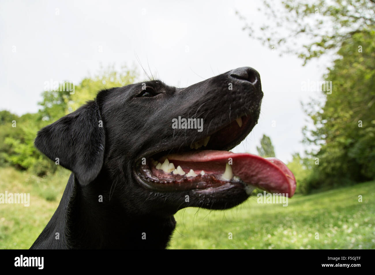 Berlin, Germany, young Labrador panting Stock Photo Alamy