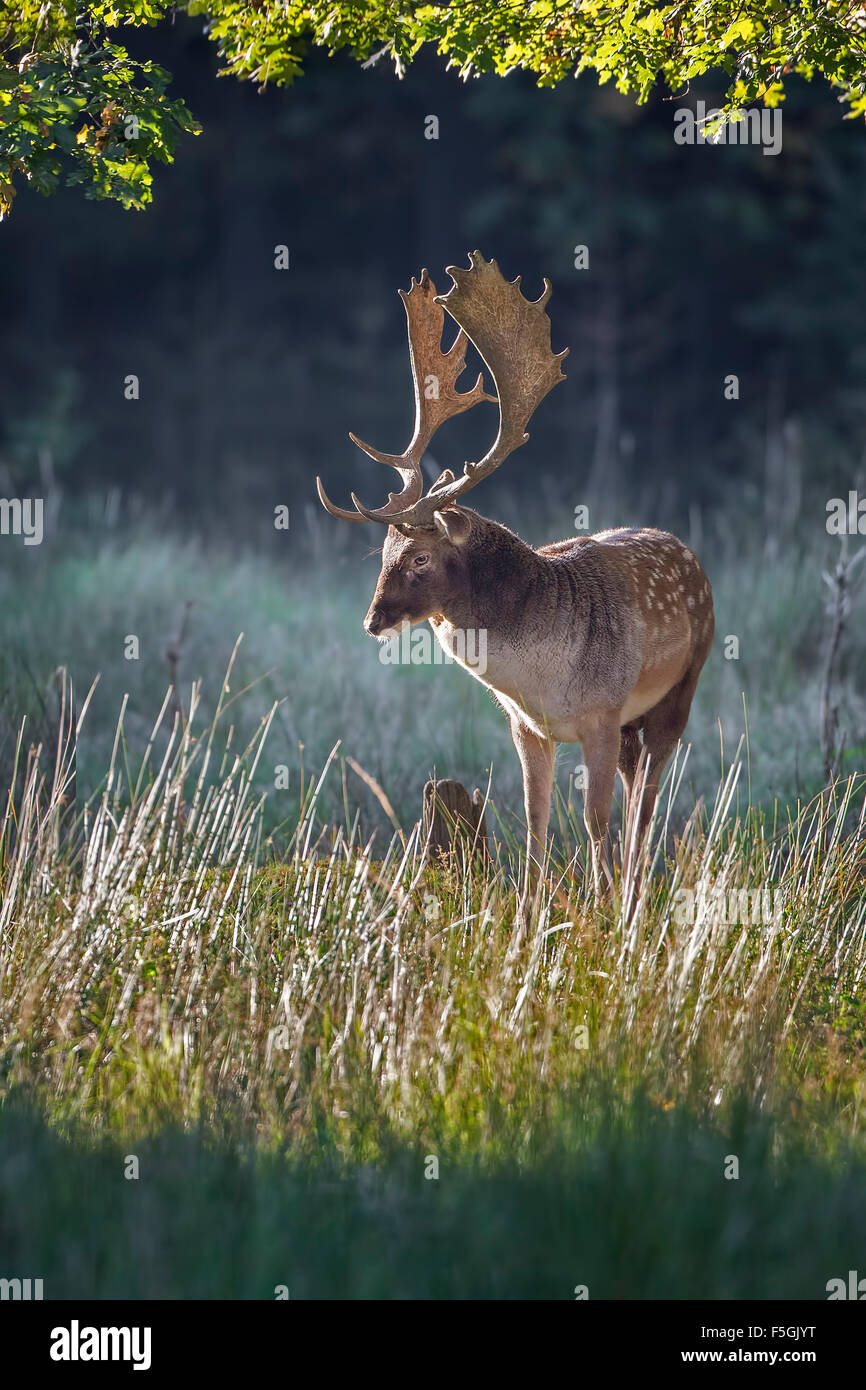 Fallow deer (Dama dama), stag in autumn, Schaufler, Saxony, Germany Stock Photo
