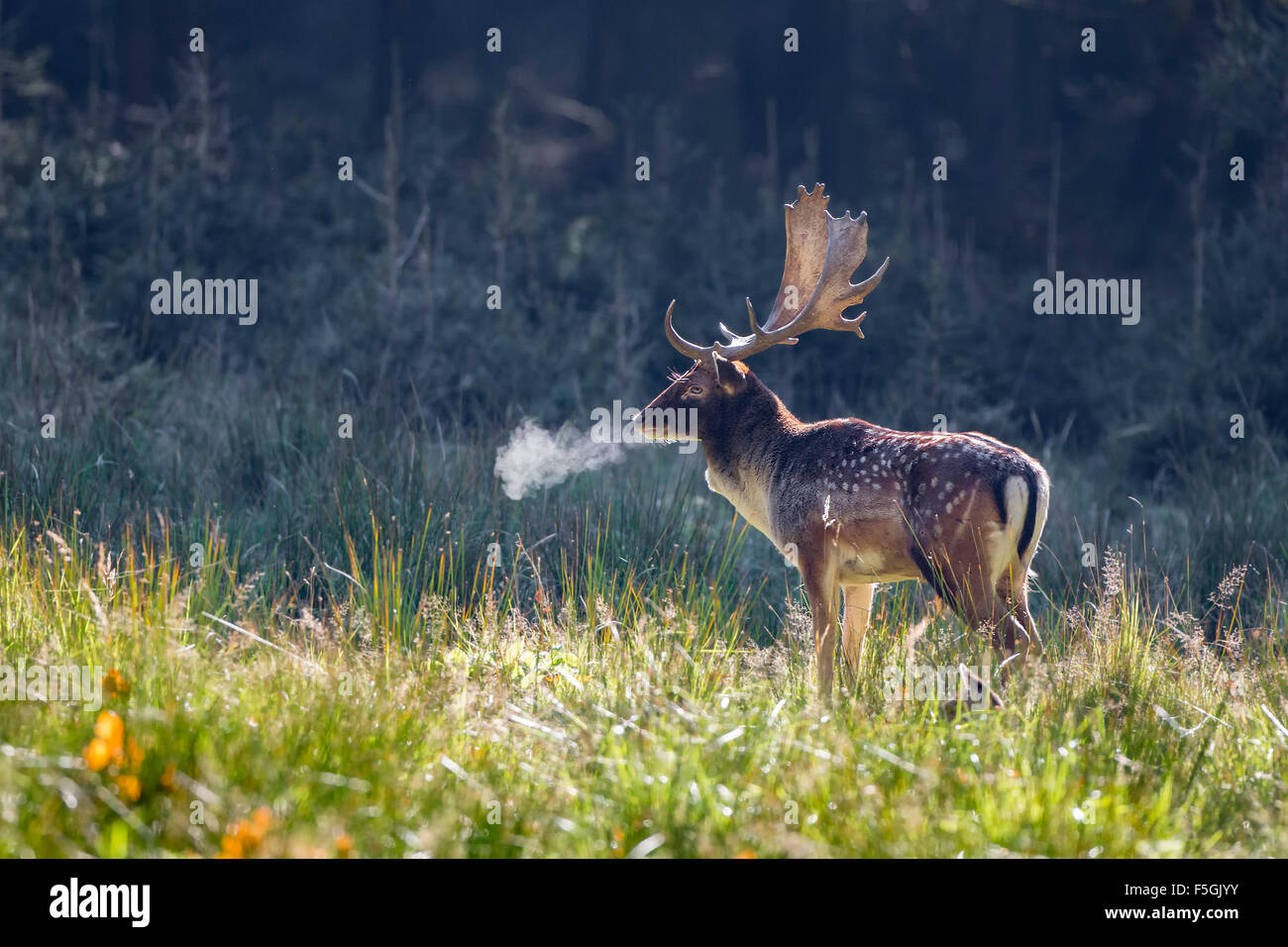 Fallow deer (Dama dama), stag in autumn, cold morning, Schaufler, Saxony, Germany Stock Photo