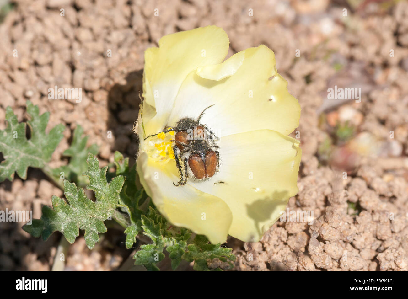 Two Monkey Beetles mating on a flower of the Pietsnot Stock Photo