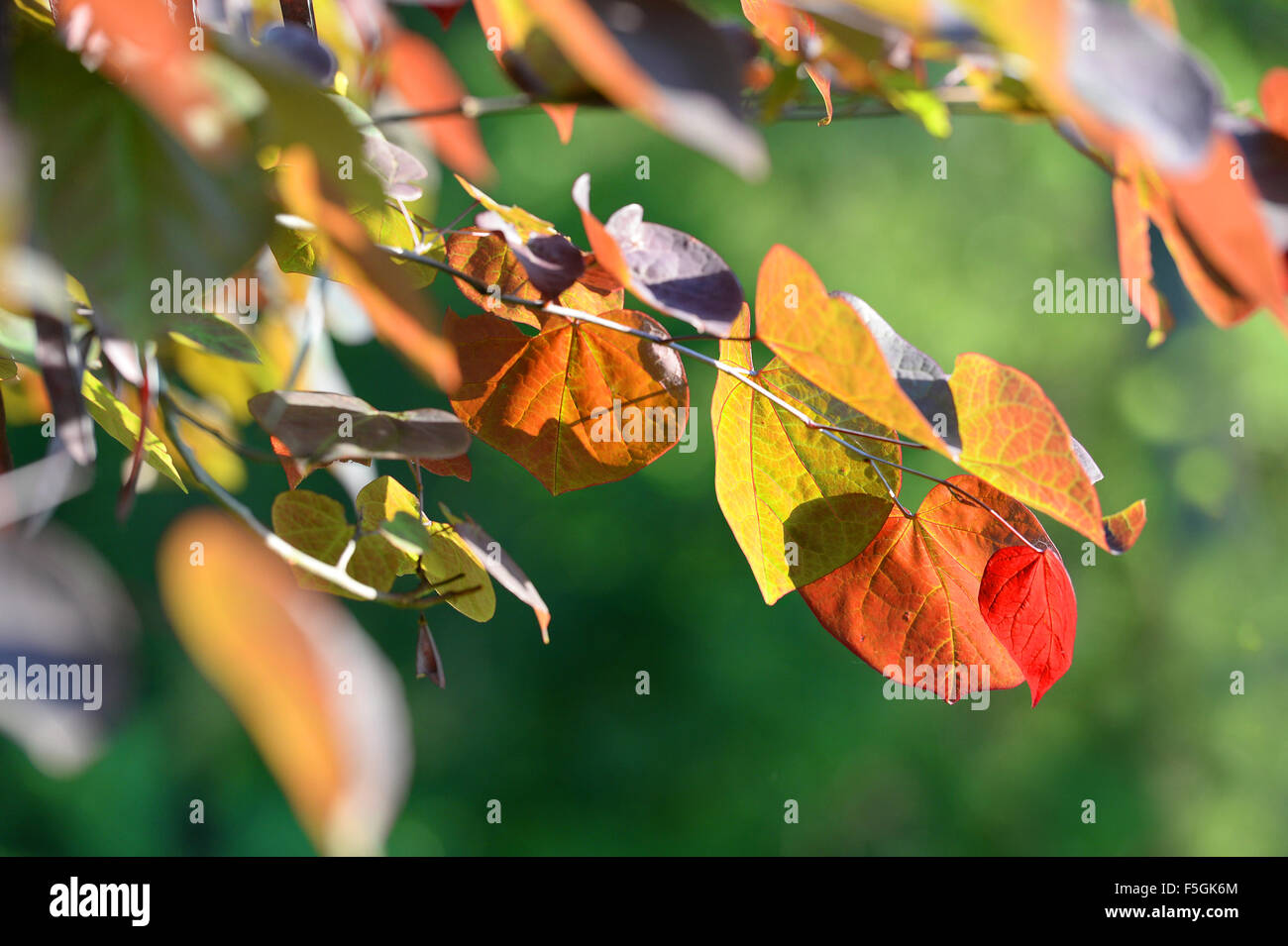 Heart shaped leaves turning into Fall colors Stock Photo