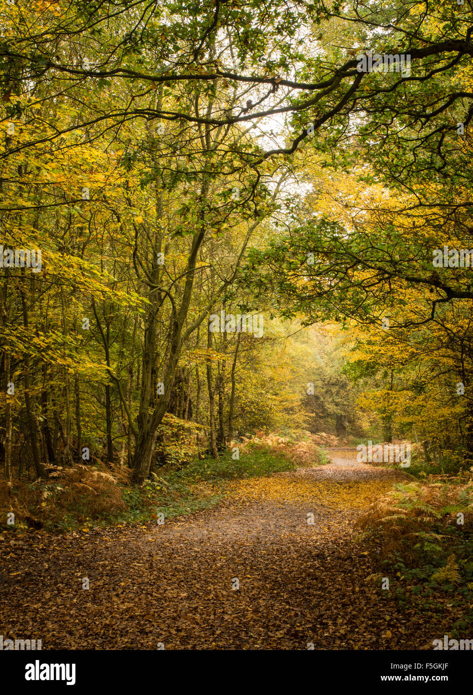 Pathway through Epping Forest in autumn Stock Photo Alamy