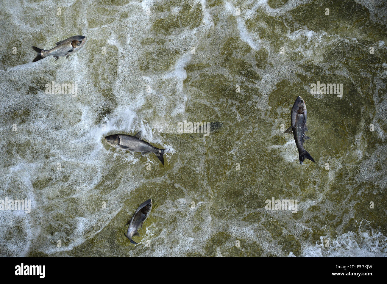 Invasive Asian carp in the tailwaters of Bagnell Dam on the Osage River that makes the lake of the Ozarks Stock Photo