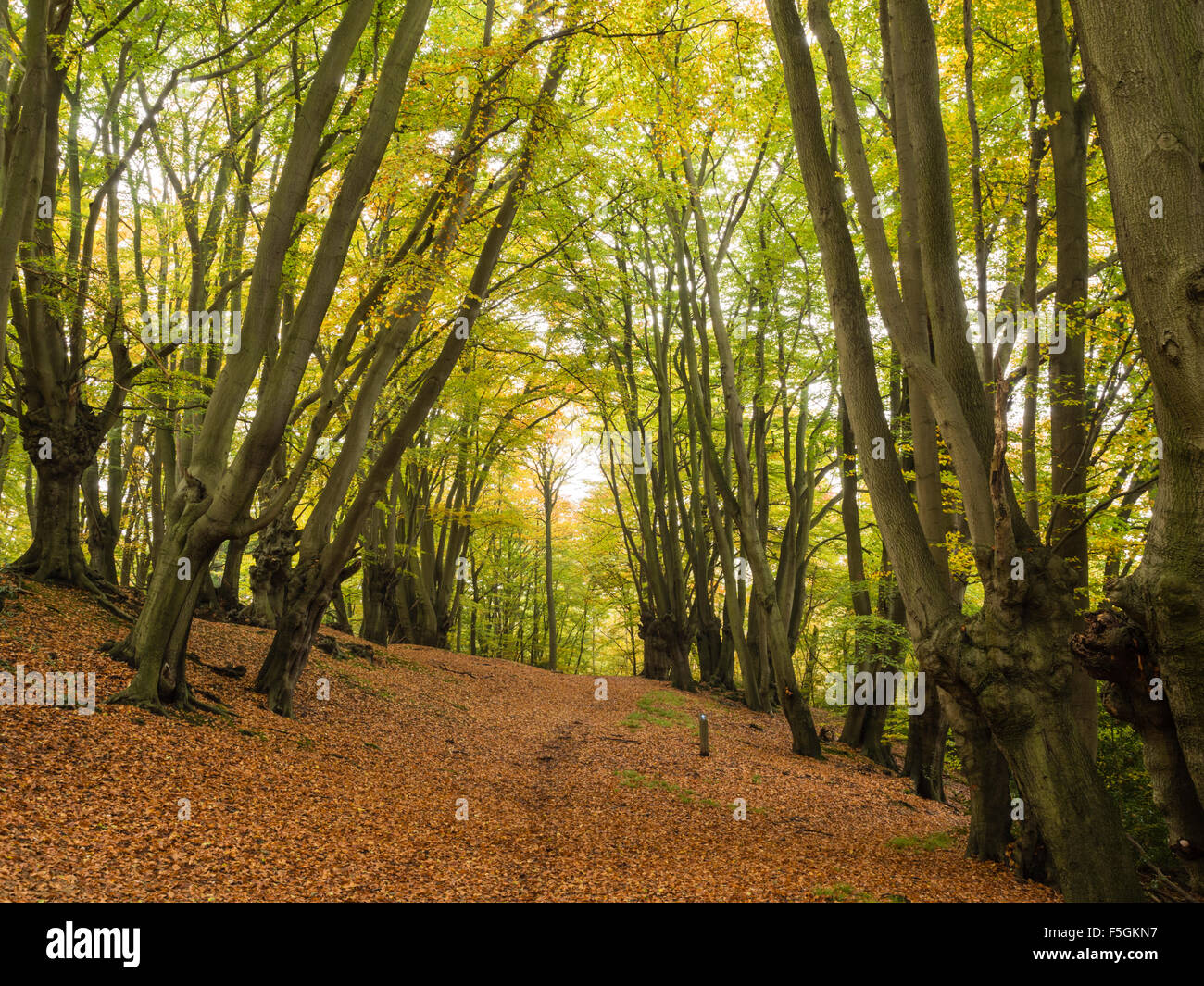Loughton camp epping forest hires stock photography and images Alamy