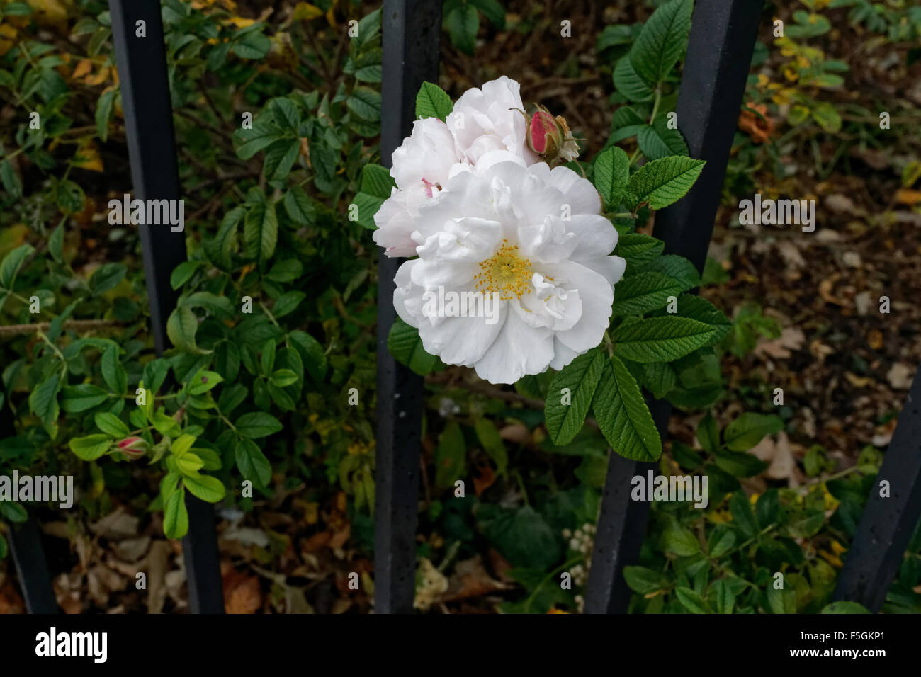 Rugosa roses (Rosa rugosa 'Henry Hudson'), in Battery Park City, a neighborhood in Manhattan, thrive in cold climates. Stock Photo