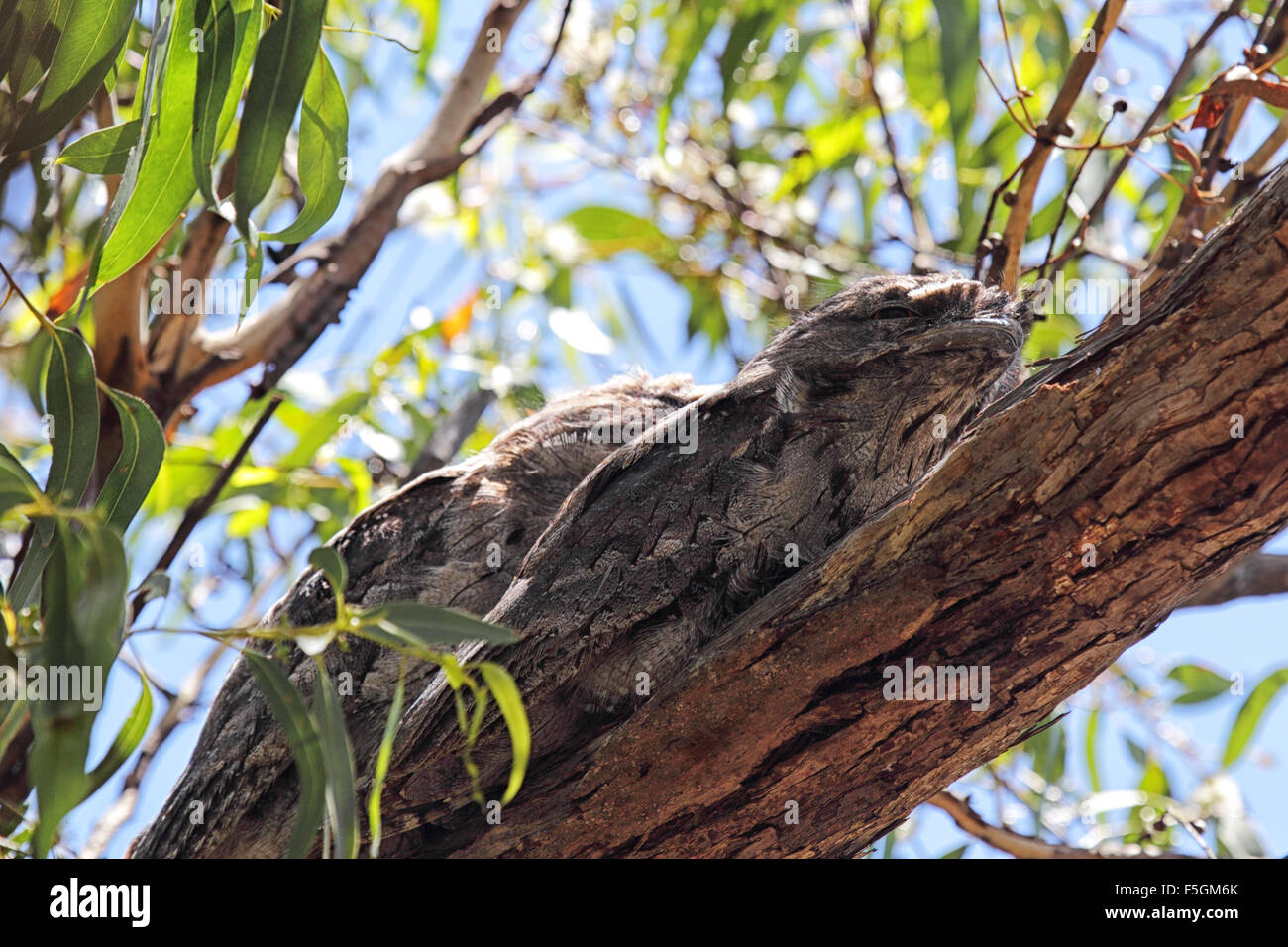 Two Tawny Frogmouths (Podargus strigoides) well camouflaged sitting on a tree branch on Raymond Island in Lake King, Victoria, A Stock Photo