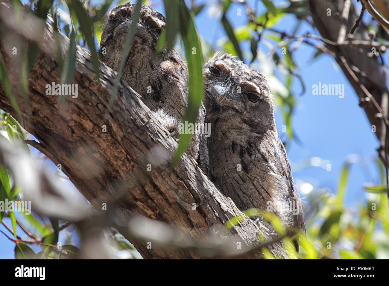 Two Tawny Frogmouths (Podargus strigoides) well camouflaged sitting on a tree branch on Raymond Island in Lake King, Victoria, A Stock Photo