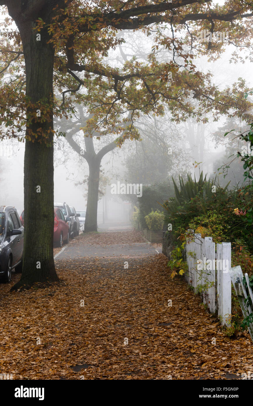 A foggy suburban road covered in leaves during Autumn. Stock Photo