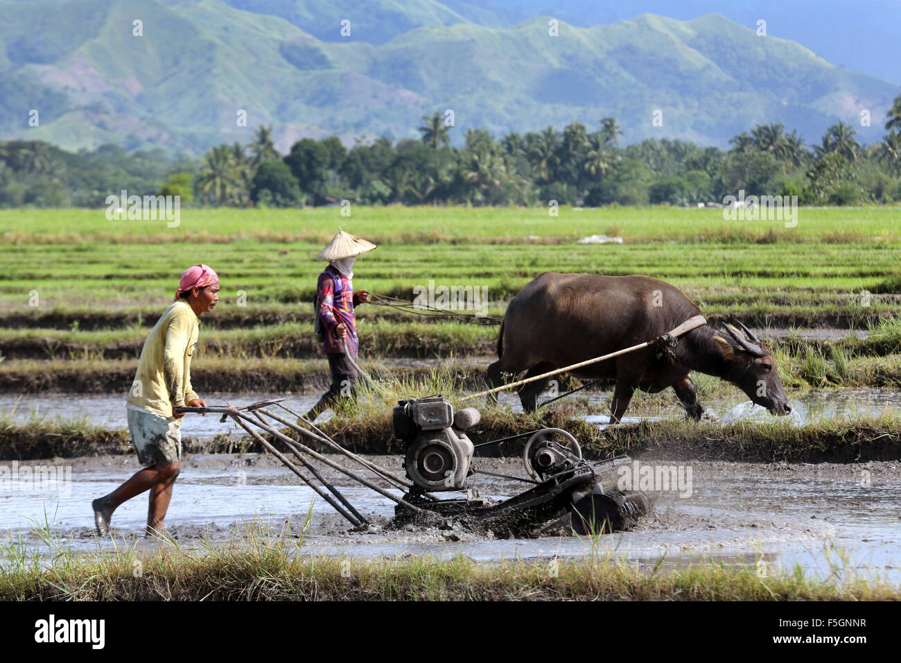 Men with motor plow and water buffalo plowing and preparing a wet paddy field for planting rice on the island of Mindanao, The Philippines Stock Photo