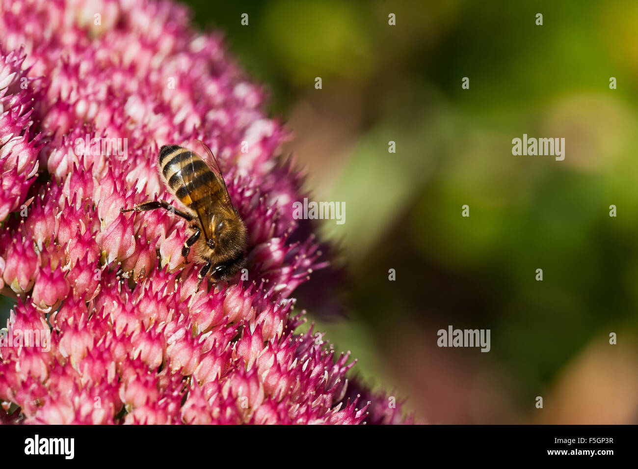 single solitary bees feeding on Sedum flower head Stock Photo Alamy