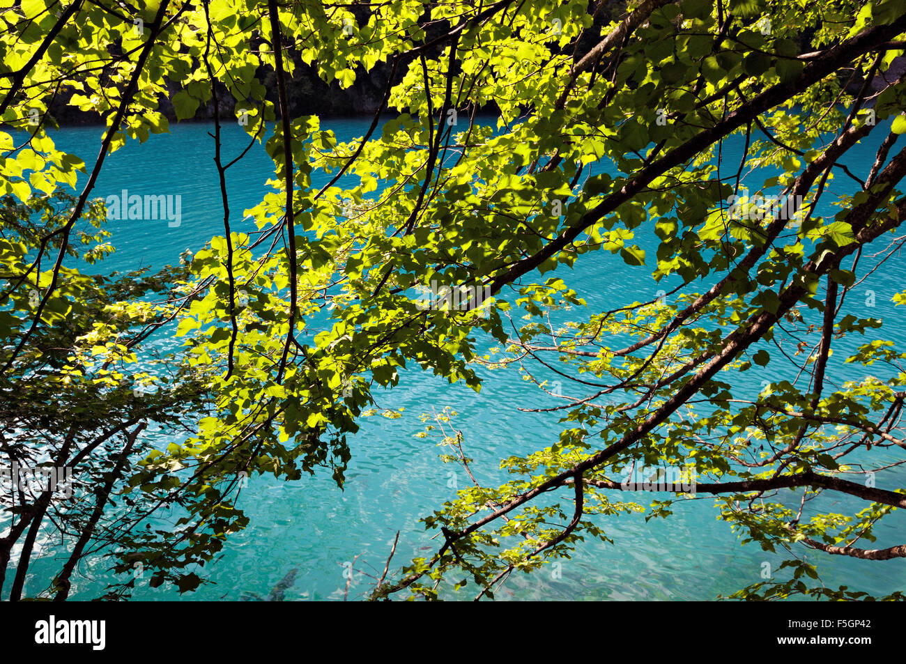 Green leaves and turquoise water in Plitvice Lakes National Park, Lower lakes group, Croatia Stock Photo
