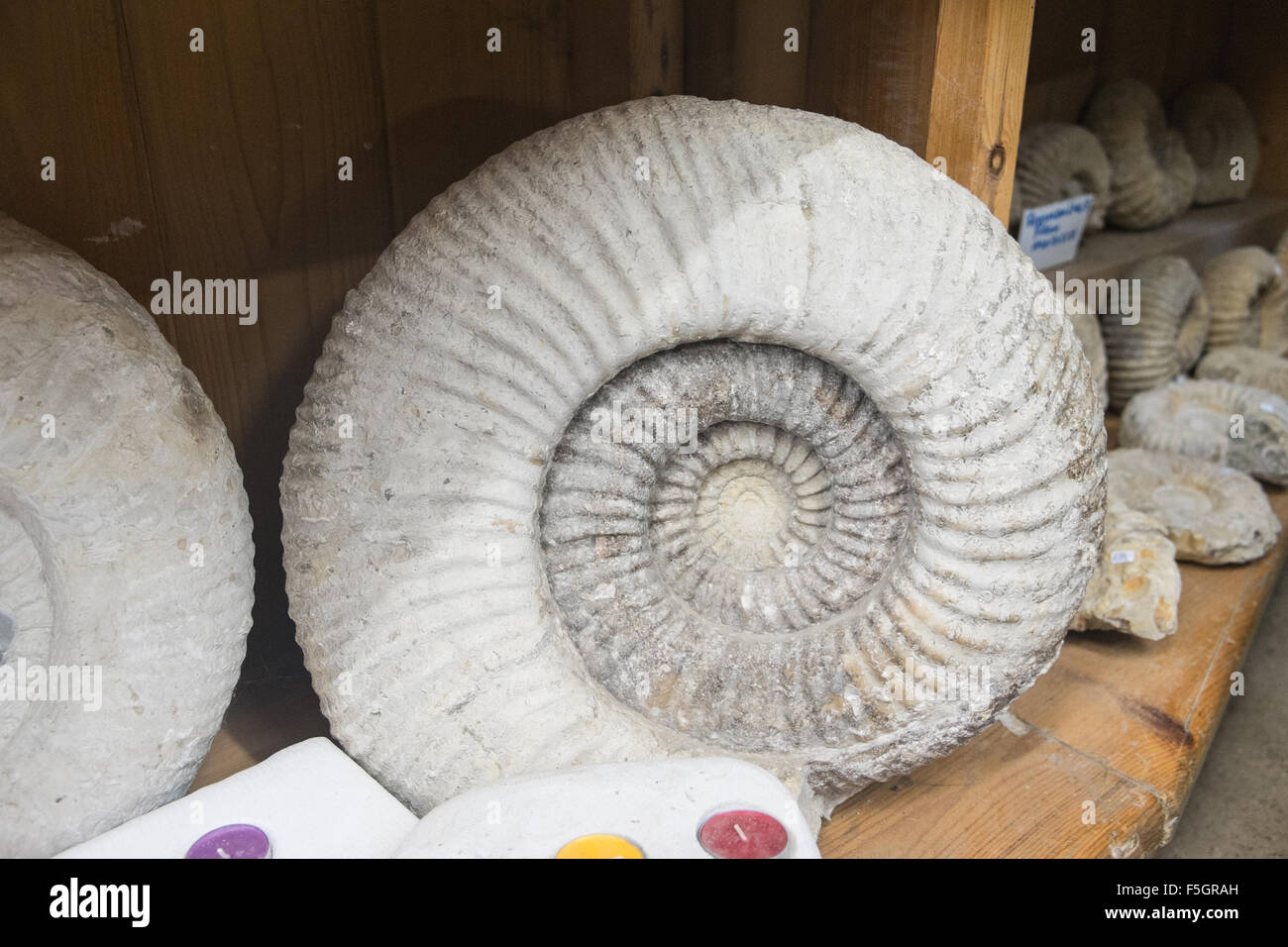 Jurassic,Coast,UNESCO,Dorset,Charmouth,cliff,beach.Huge Ammonite