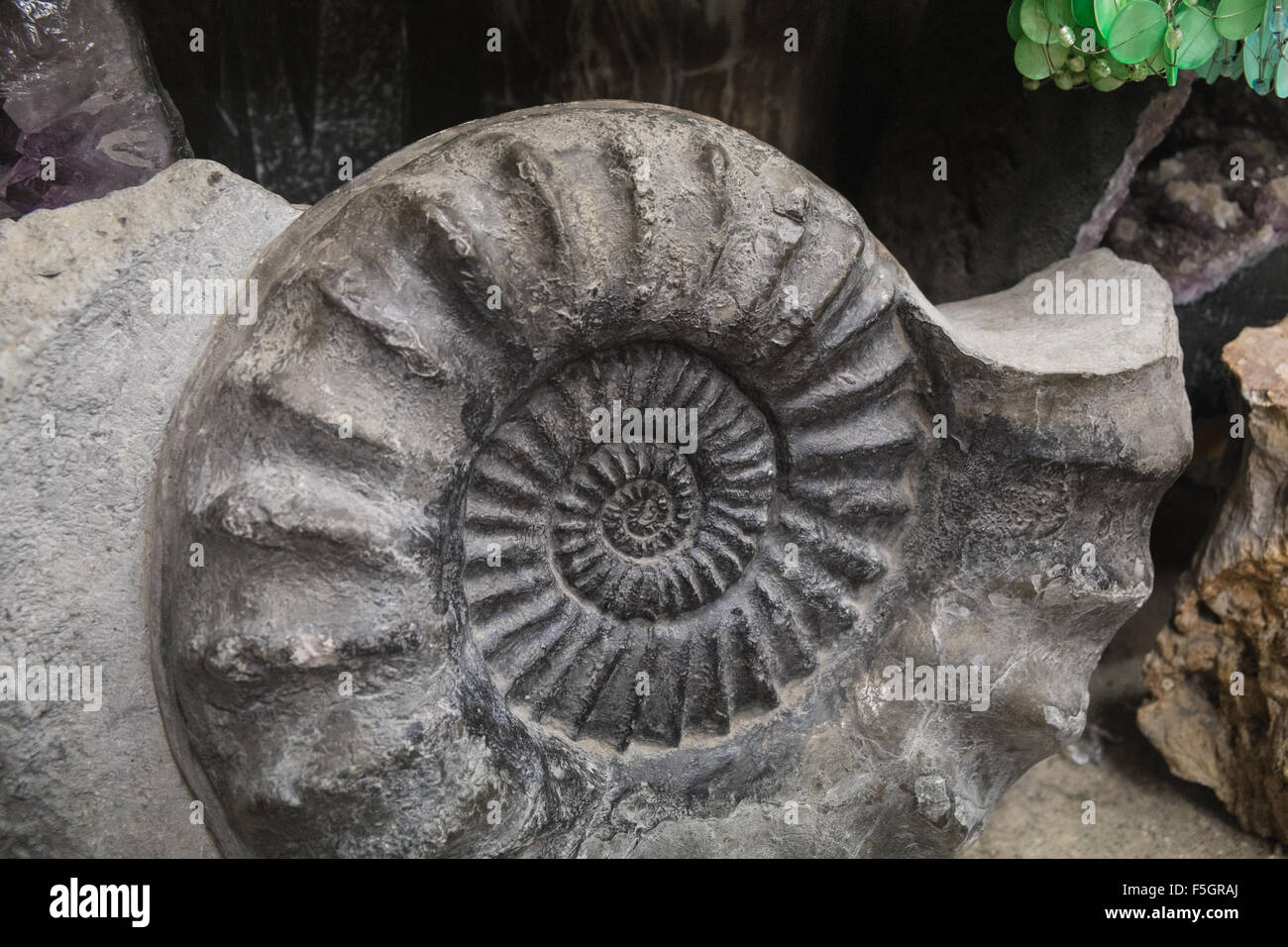 Jurassic,Coast,UNESCO,Dorset,Charmouth,cliff,beach.Huge Ammonite