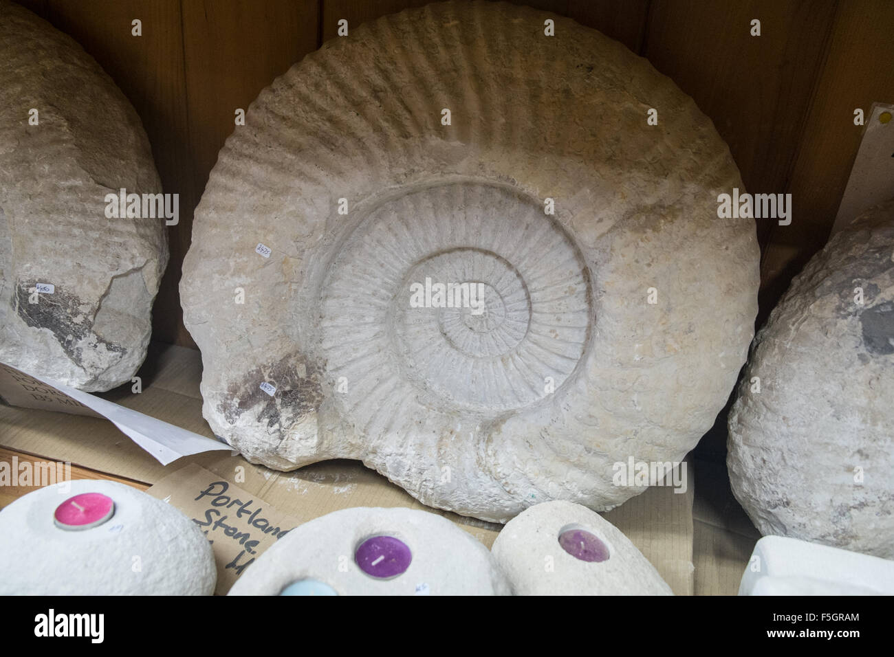 Jurassic,Coast,UNESCO,Dorset,Charmouth,cliff,beach.Huge Ammonite