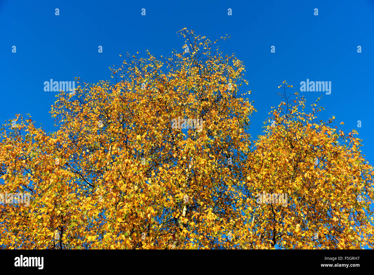 Silver Birch tree in Autumn. Holehird Gardens, Lake District National Park, Cumbria, England