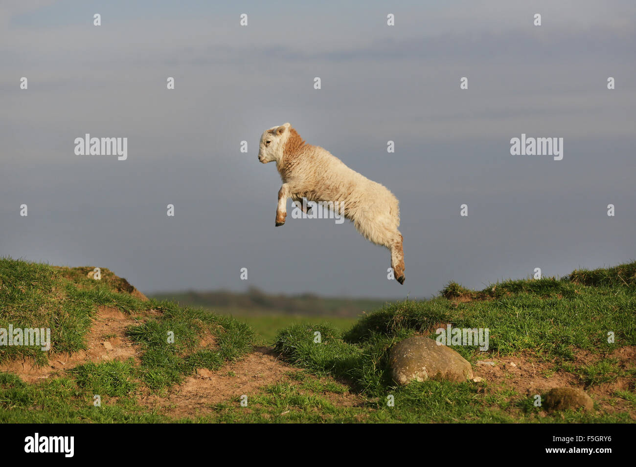 Action colour profile shot of a Welsh Mountain lamb jumping with over a gap on farmland at Boduan, Pen Llyn, Gwynedd, Wales, UK. Stock Photo