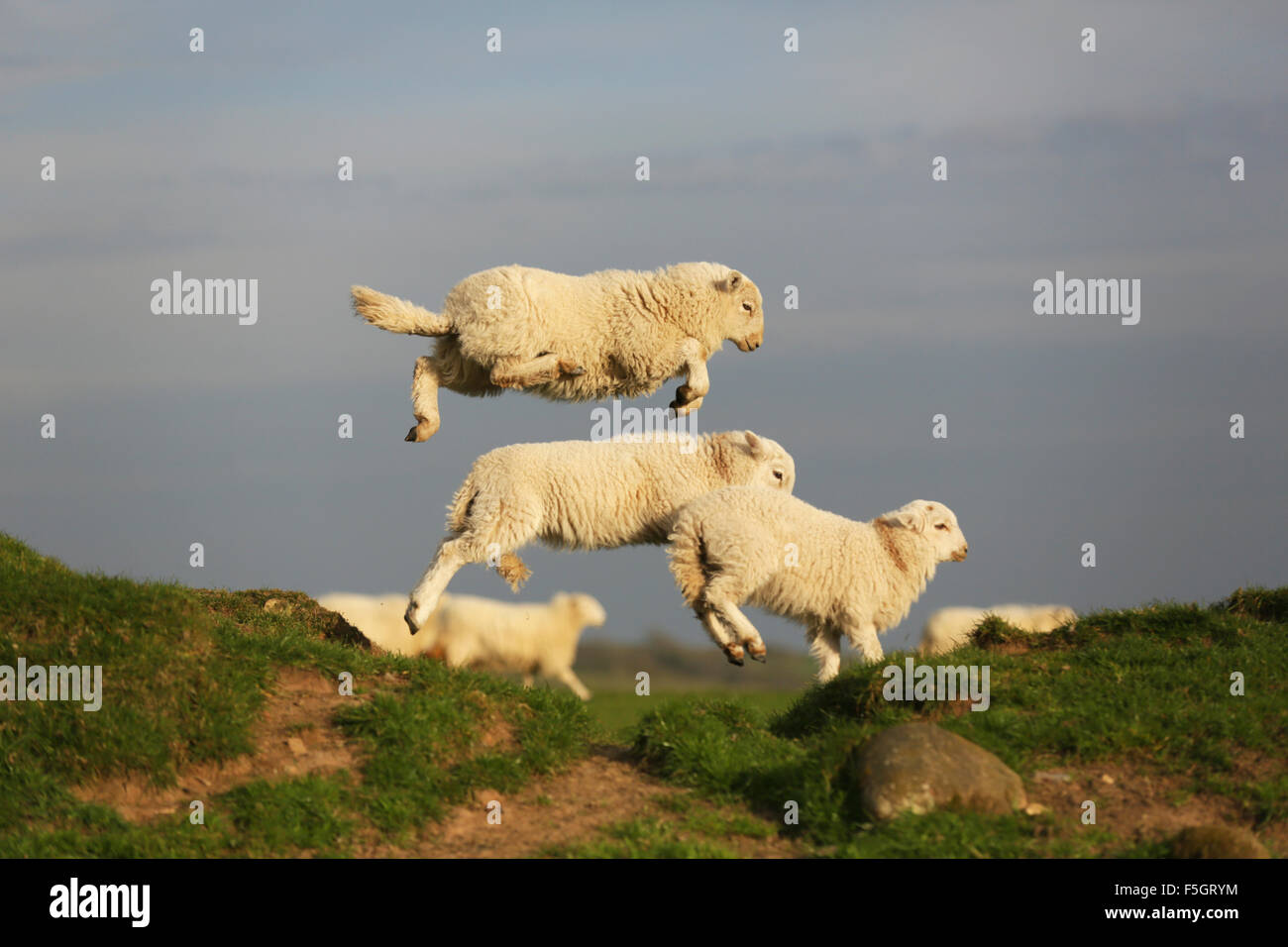 Action colour profile shot of a group of Welsh Mountain lambs leaping on a grassy bank near Boduan, Pen Llyn, Gwynedd, Wales, UK Stock Photo