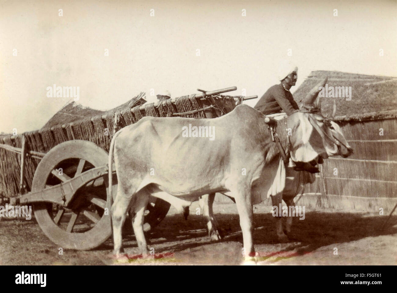 Chariot drawn by cattle, India Stock Photo