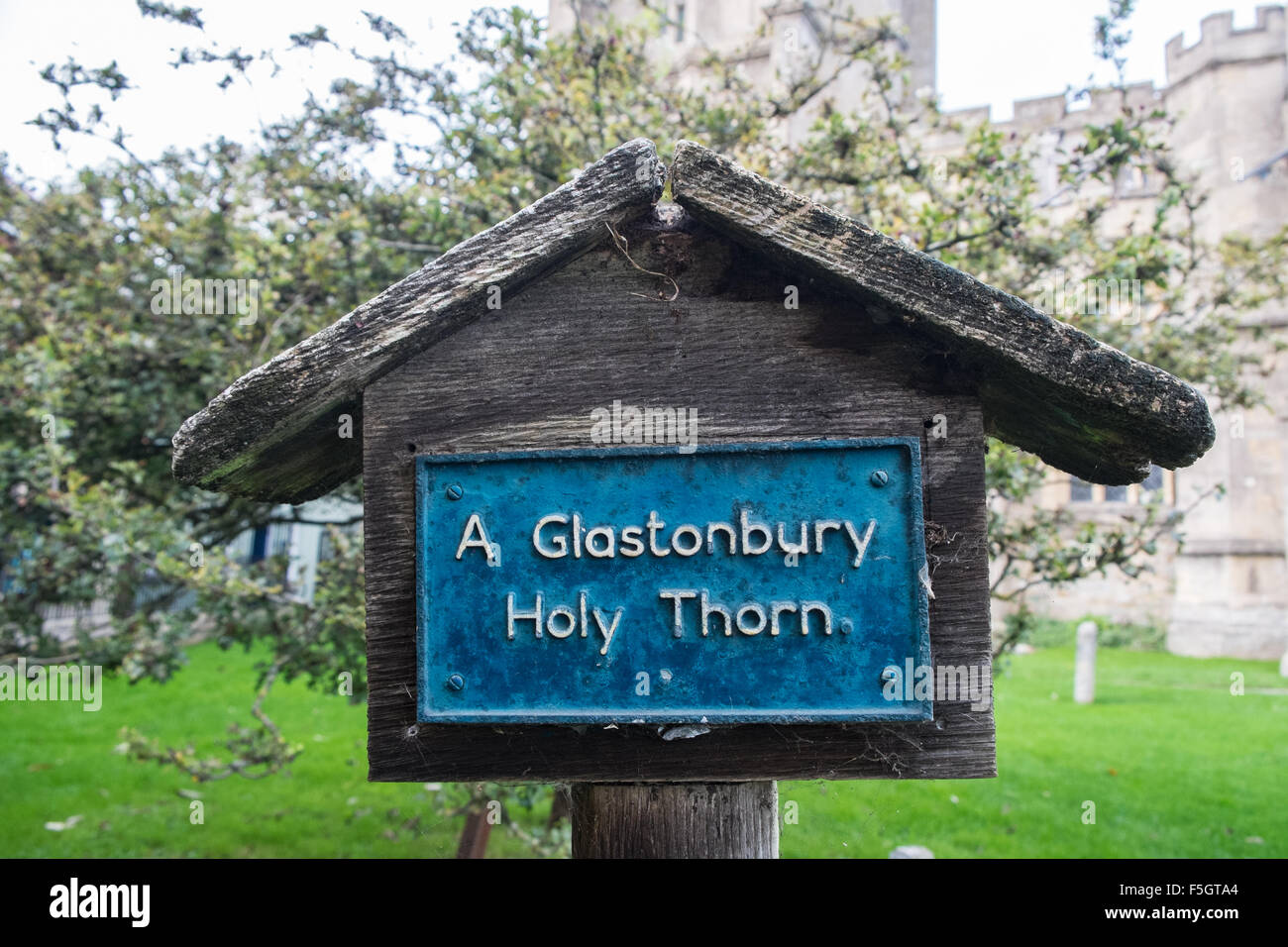 The holy thorn tree of glastonbury hires stock photography and images