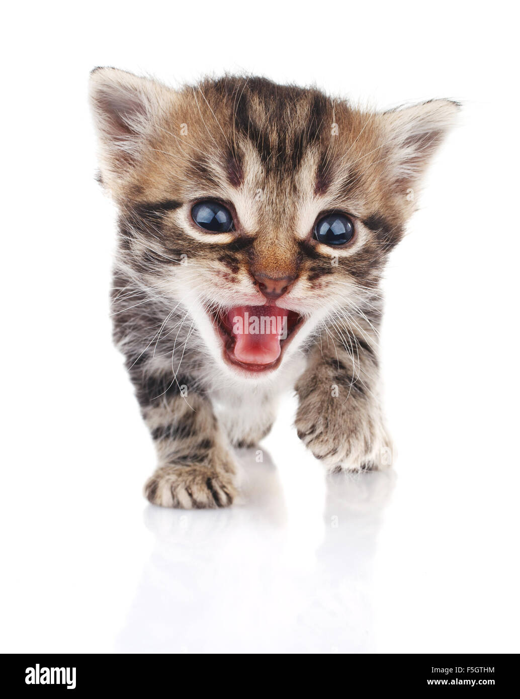 Tabby kitten crying Stock Photo