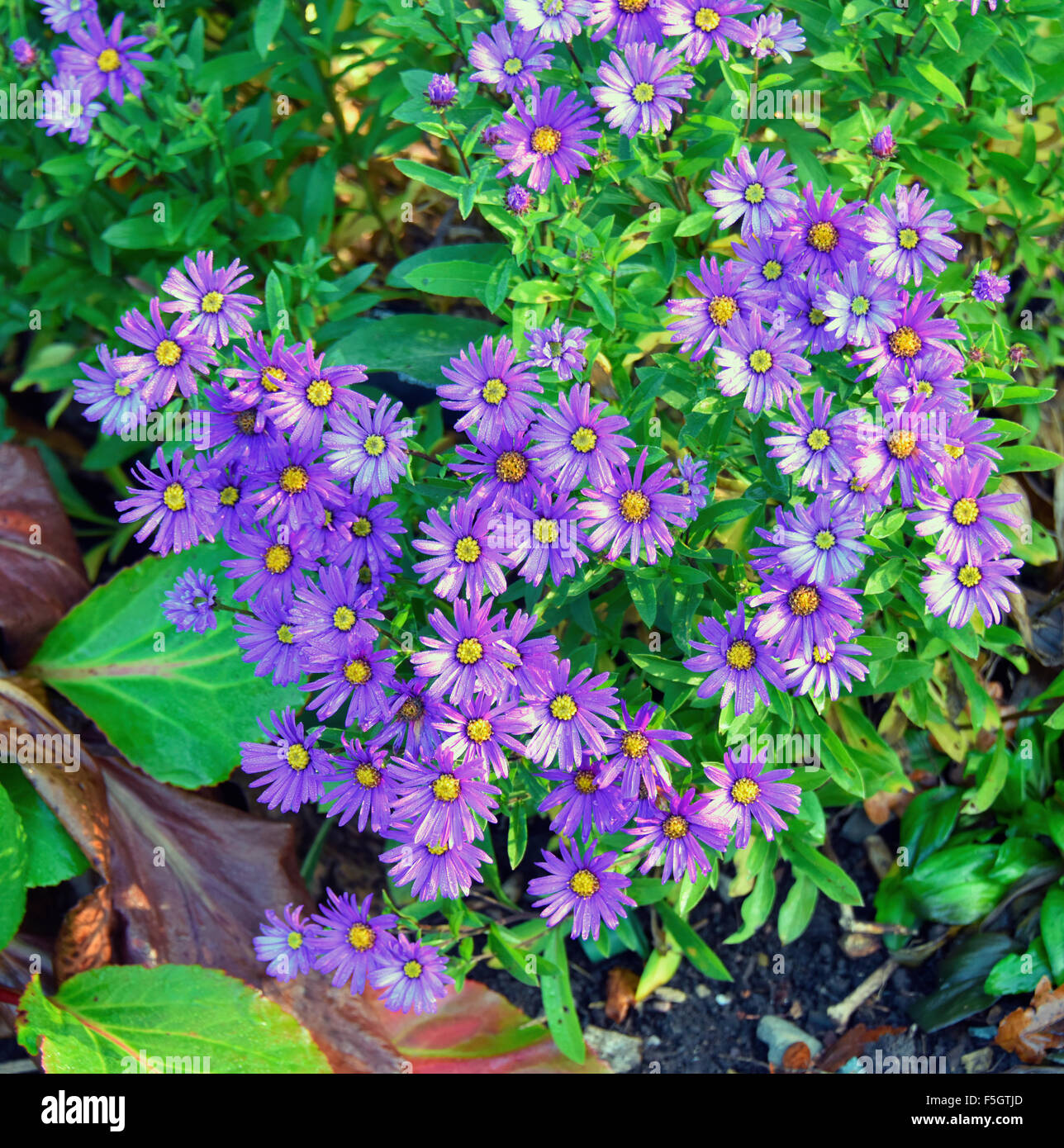 Aster amellus 