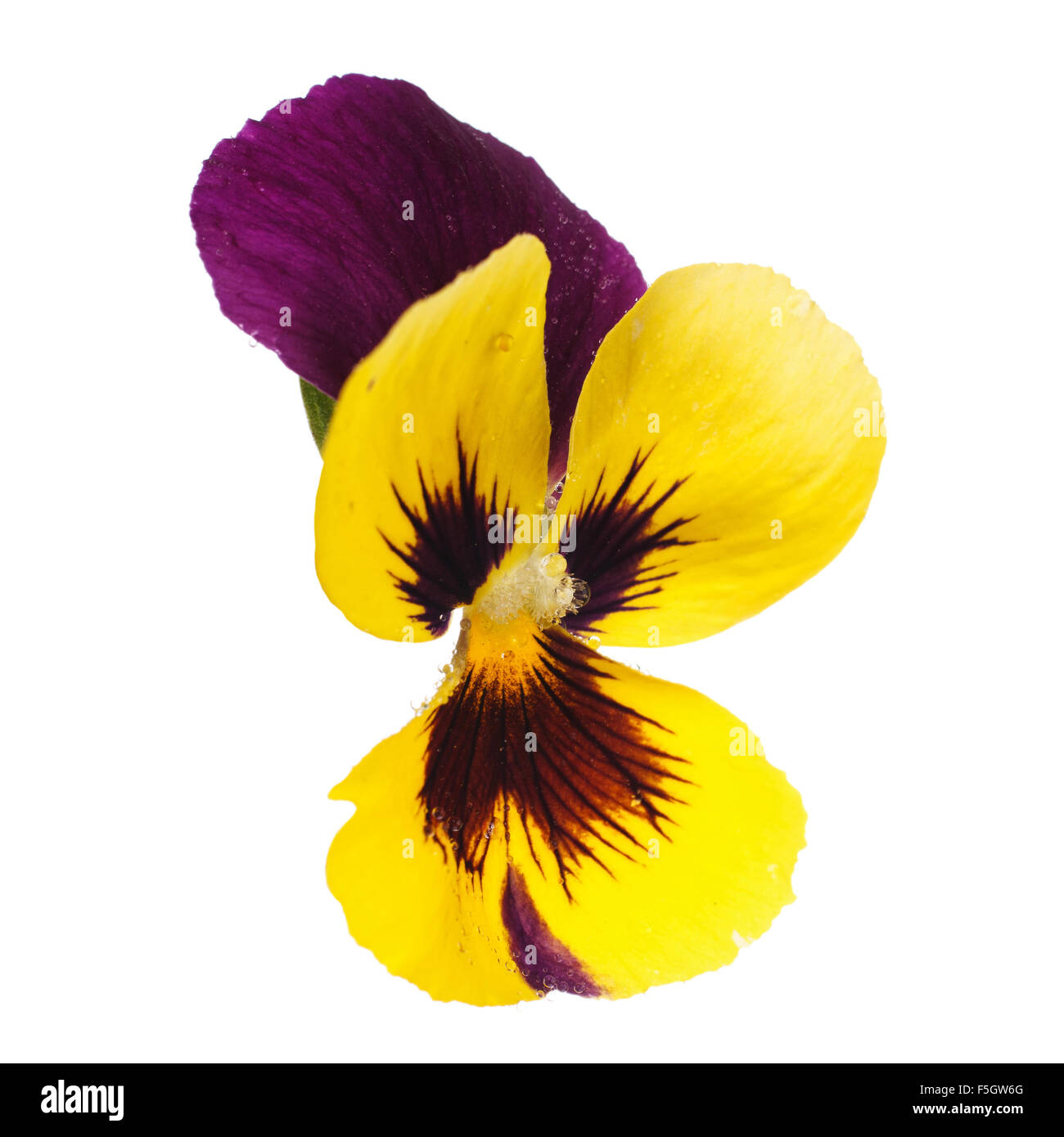 yellow pansy with dew drops Stock Photo Alamy