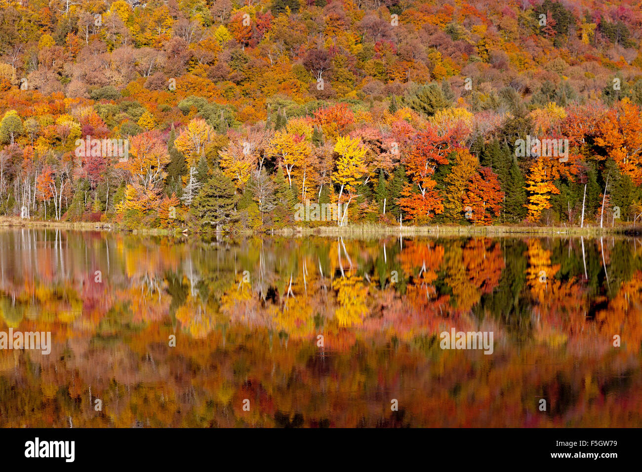 New England in the Fall; Autumn trees foliage and their reflection in Belvedere Pond lake, Lamoille County, Vermont, New England in autumn, USA Stock Photo