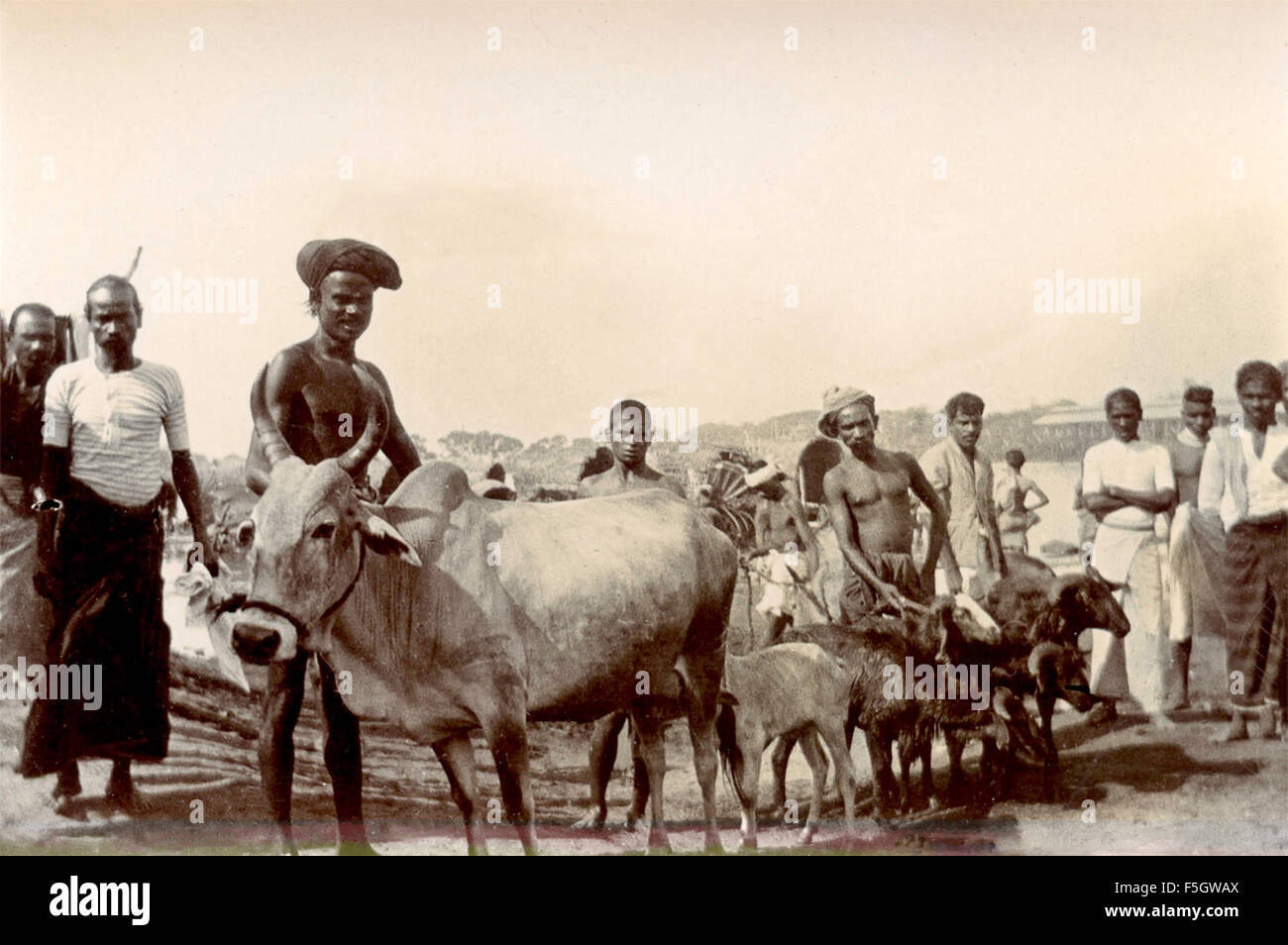 1920s cattle hi-res stock photography and images - Alamy