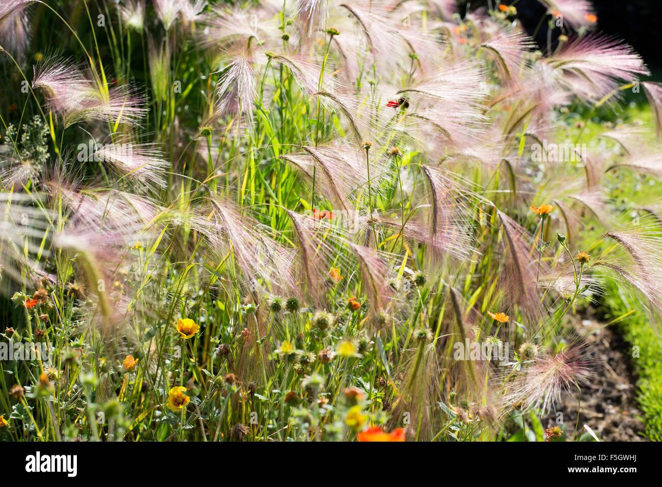 Foxtail Barely, Squirrel tail grass.Hordeum Jubatum Stock Photo