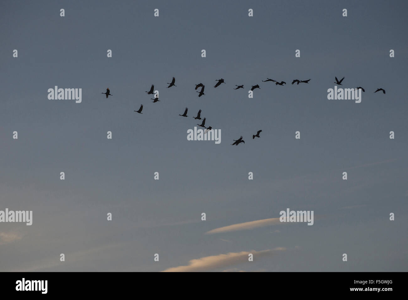 Sandhill Cranes (Grus canadensis) migrating south from nesting areas in Alaska. Stock Photo