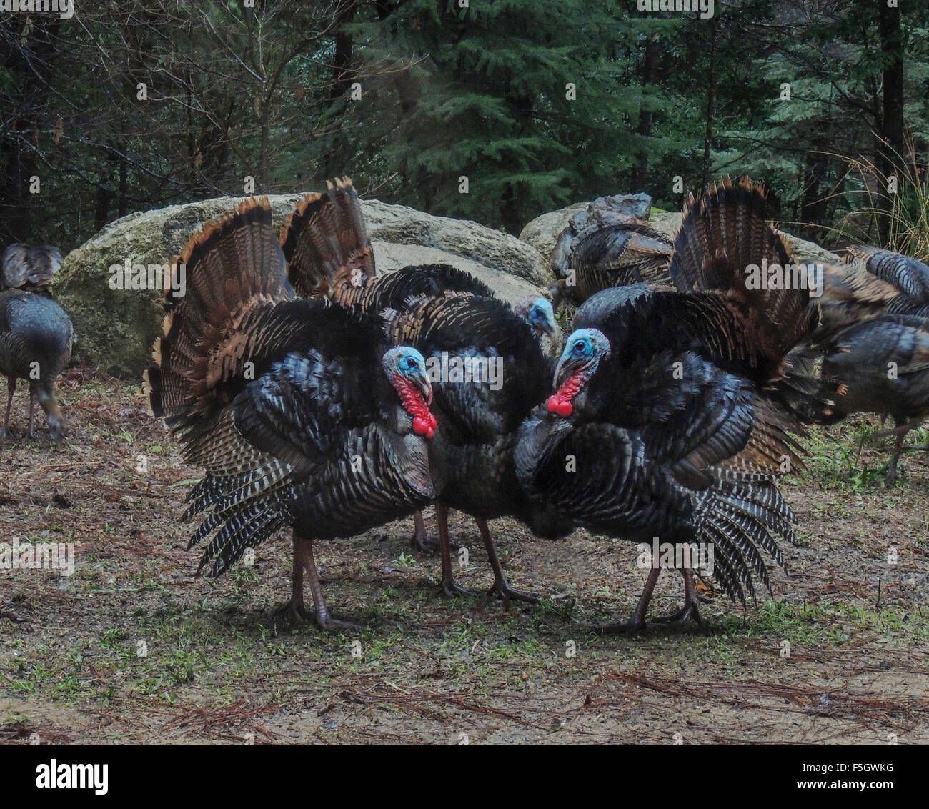 Wild Turkey Male (Meleagris gallopavo) wattles engorged with blood to attract females during the breeding season. Sierra Stock Photo