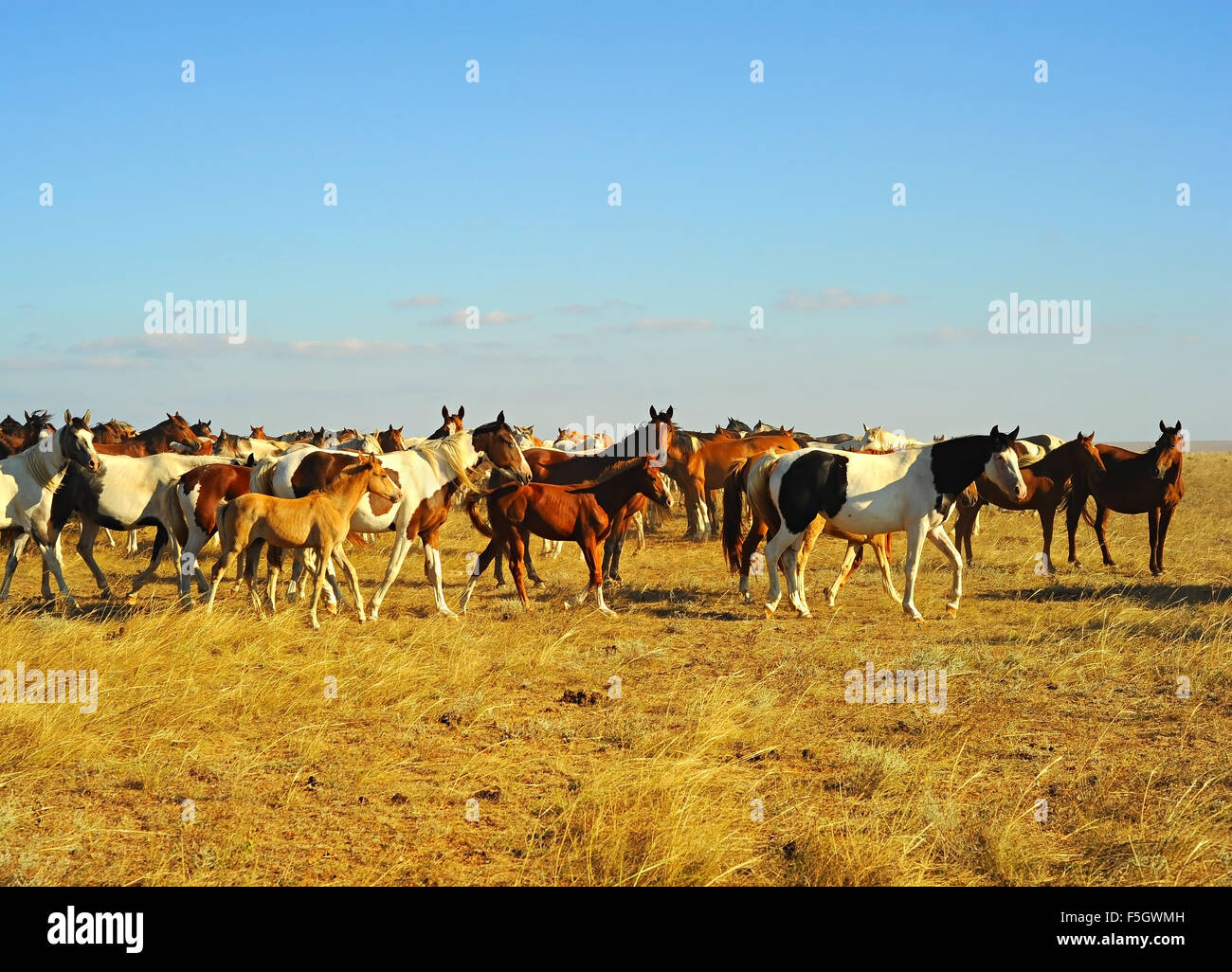 Big herd of horses in Crimean prairie at sunset Stock Photo