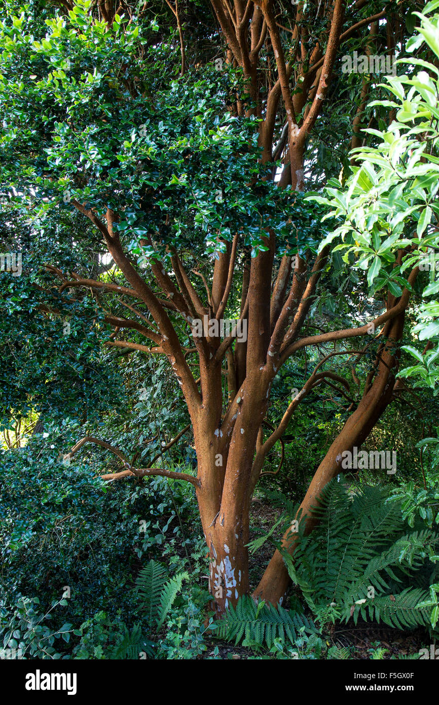Myrtle tree hi-res stock photography and images - Alamy
