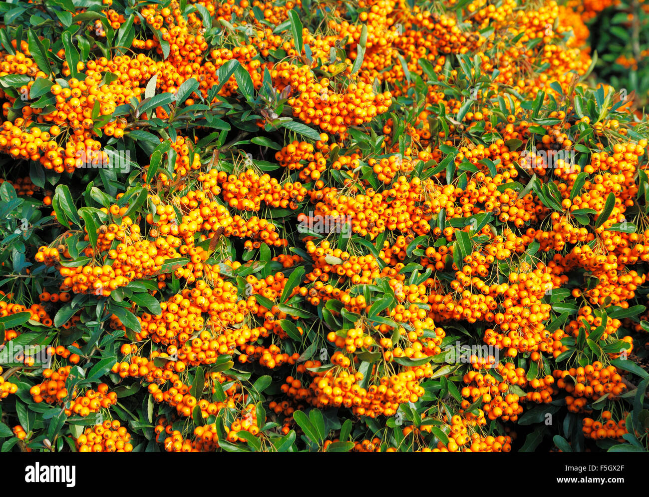 Pyracantha 'Orange Glow' , autumn berry berries garden plant shrub shrubs plants fall Stock Photo
